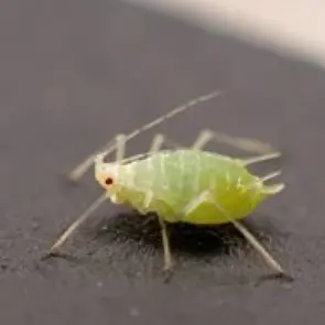 Aphids Photo