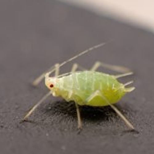 Aphids 