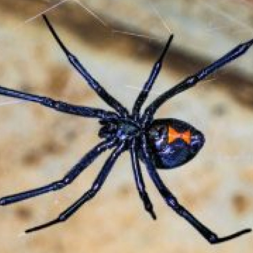 Black Widow Spider 