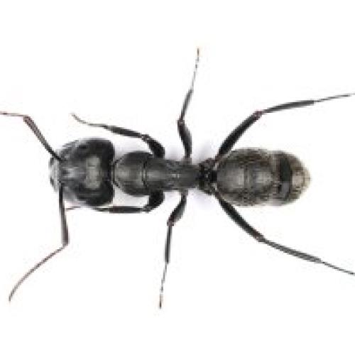 Carpenter Ant 