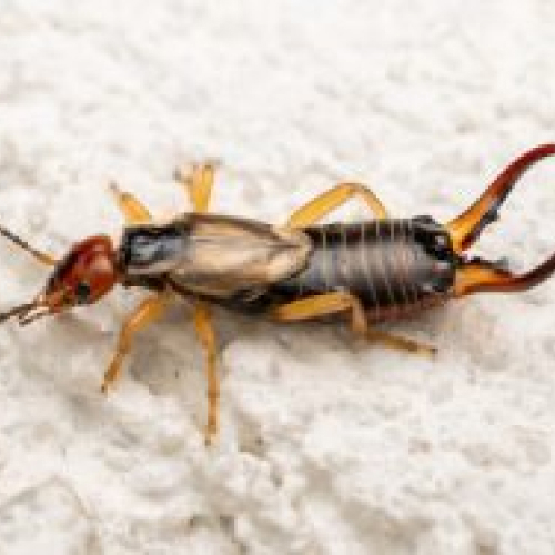 Earwigs 