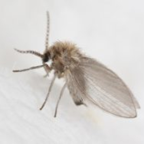 Gnats