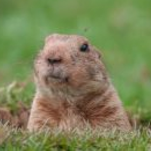 Gophers 