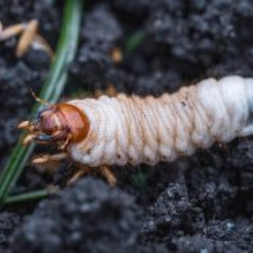 Grubs 