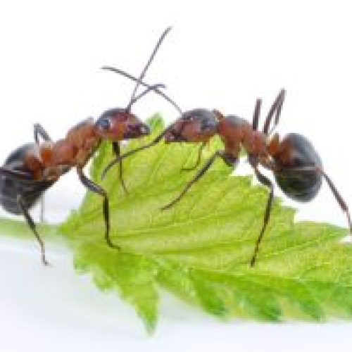 Harvester  Ant 
