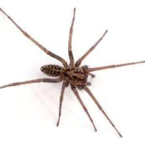 Hobo Spider 