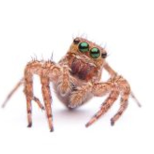 Jumping Spider 
