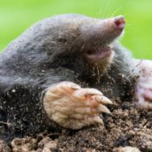 Moles 