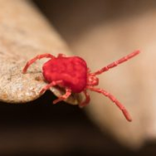 Spider Mites & Clover Mites 