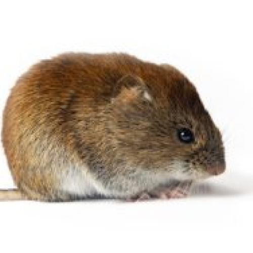 Voles 